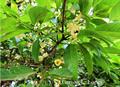 Campomanesia xanthocarpa
